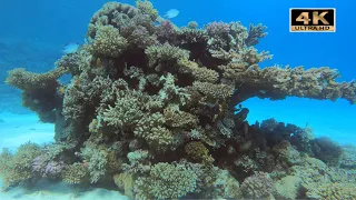4K,SCUBA HURGHADA, WATCH THIS BEFORE YOU GO