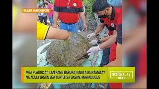 Regional TV News: Pawikan, Namatay dahil sa Plastic?