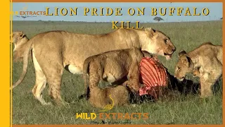 Lion Pride on a Bufallo Kill // Masai Mara // Wild Extracts