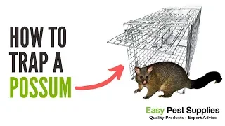 How To Trap a Possum