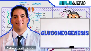 Metabolism | Gluconeogenesis