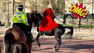 Female Cop Rescues Guard Against Rampaging Horse!