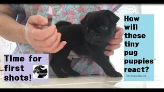 Skyler's Pug Puppies:  Week 6 - First Vaccine