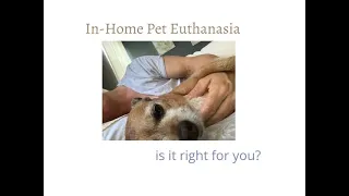 In Home Pet Euthanasia - Is it right for you?