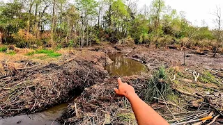 Beaver Dam Removal! || What's That I Heard!!? Draining Father Beaver Dam! Part 5