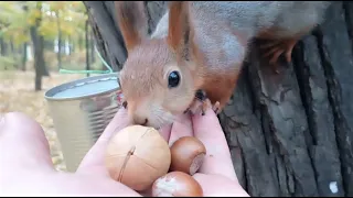 Кормлю молодую белку / Feeding a young squirrel