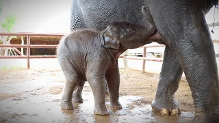 Baby Elephant Taking Mother's Milk - Elephants World