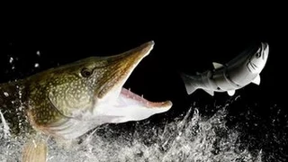 Top 10 Pike Attacks