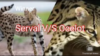 Serval vs Ocelot