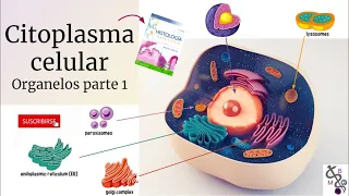 Citoplasma Celular 1 | La Célula y sus Organelos | Histología Ross