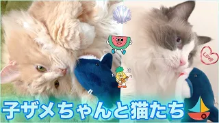 子ザメちゃんと猫たち：Baby shark and Cats「ドラミントチャンネル（第258話／子ザメちゃんとドラミント）」