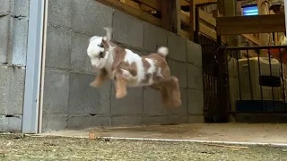 Cute baby goat jumping and running