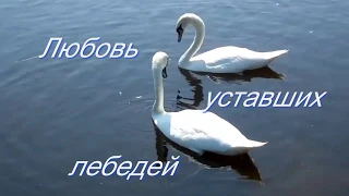 Димаш Кудайбергенов. Любовь уставших лебедей.