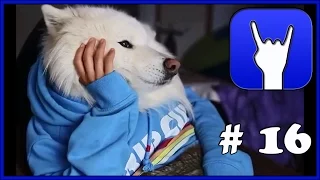 Выпуск 16. Подборка Coub приколов  за 11 октября | Butch,Vega & Mr Dog