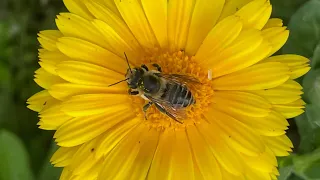 How to attract pollinators to your garden! 10 easy steps!