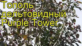 Тополь дельтовидный Пурпл Тауэр. Краткий обзор, описание populus deltoides Purple Tower
