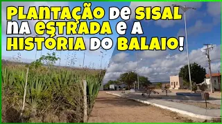 Plantação de Sisal e a História do nome da Praça do povoado do Balaio, Araci Bahia.