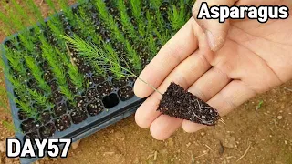 How to grow asparagus from seeds♥