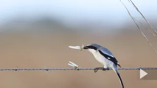 A Minute of Wildlife - Loggerhead Shrike with Grasshoppers