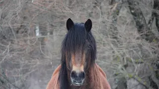 Wild Horses In Winter and Calm Relaxing Music | 4K