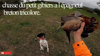 chasse du petit gibiers a l épagneul breton tricolore.