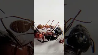 La reine à l'agonie ! (Camponotus ligniperda)