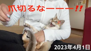 爪切り大嫌い‼️シンガプーラ「にゃあ」：2023.04.01 #シンガプーラ #爪切り #猫