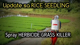 spray herbicide grass killer | Update sa rice seedling