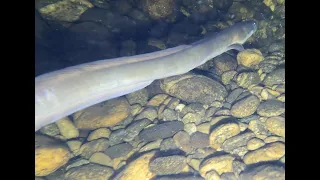 The Waitunanui Cave Dive