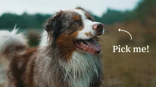 10 Reasons Why You Should Get an Australian Shepherd