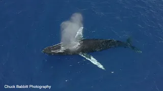 Humpback whales and bottlenose dolphins playing off Oahu