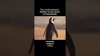 The small penguin, faithful to the point of heartbreak