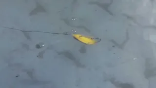 Проводка блесны незацепляйки Minnow spoon