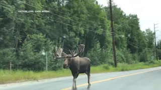 За неделю в Прикамье произошло 4 ДТП с участием диких животных