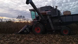 Lehman Farms shelling corn with my gleaner F3 . October 2020