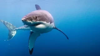 Hunting With the White Shark National Geographic Documentary