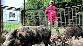 Saving the cotton from wild hogs  (part 2)