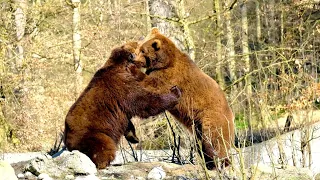Kingdom of the Forest Bears | Majestic Bears In the Wild | Wild Bears