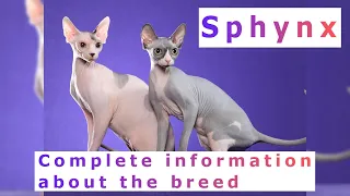 Sphynx. Pros and Cons, Price, How to choose, Facts, Care, History