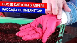 Посев капусты в апреле - рассада не вытянется!