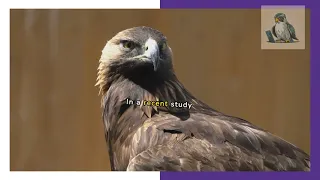 Vole abundance cycle leading to Golden eagle breeding success peaks. #goldeneagle #eagle