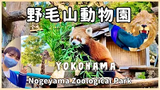 【横浜ぶらり散歩】野毛山動物園⭐︎入園無料で楽しめる都会の癒しスポット｜レッサーパンダ｜横浜観光(#60)