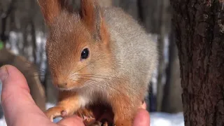 Белка и дятел / Squirrel and woodpecker