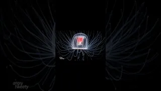 This Jellyfish Lives Forever By Going back in age | Turritopsis dohrnii #shorts