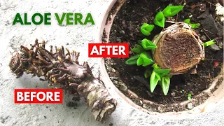 How To Propagate Aloe Vera from a Dried Root and Stem