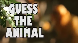 Can you guess the animal? | Brazil Special | Earth Unplugged