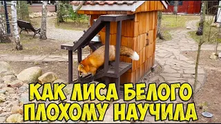 Ли Сяо / Alice the Fox Алиса Лиса (Алиса не стала ругать Макса за съеденные запасы)