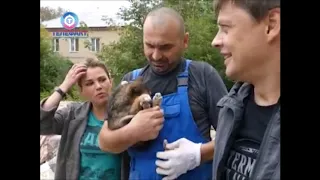 Владимир Бурматов оказал помощь в спасение щенков