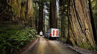 Road Trip to the Tallest Trees on Earth