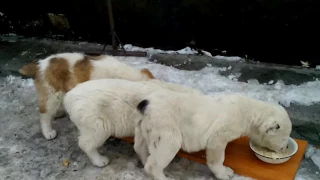 Мы завтракаем(12 февраля 2017 г.)